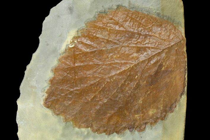 Fossil Leaf (Davidia) - Montana #120779